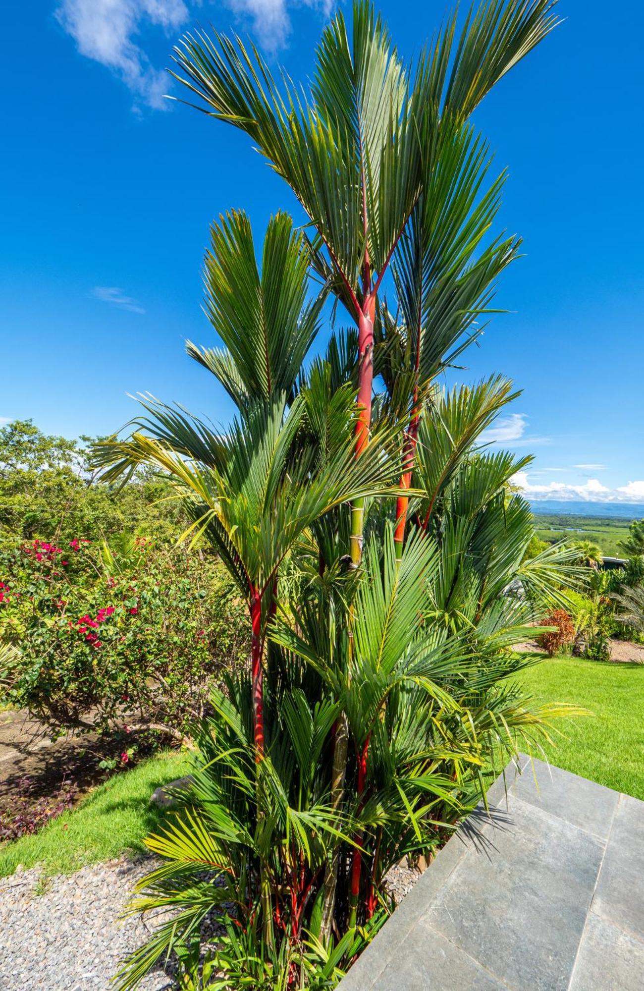 Finca Colibri Boca Chica Zewnętrze zdjęcie